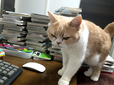 ねこの日